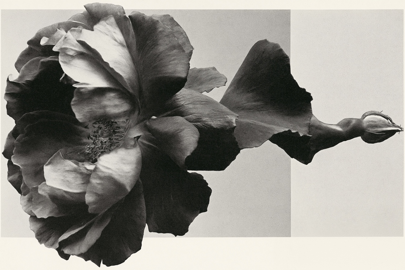 What Makes Rose Otto Different From Every Other Rose in Perfumery