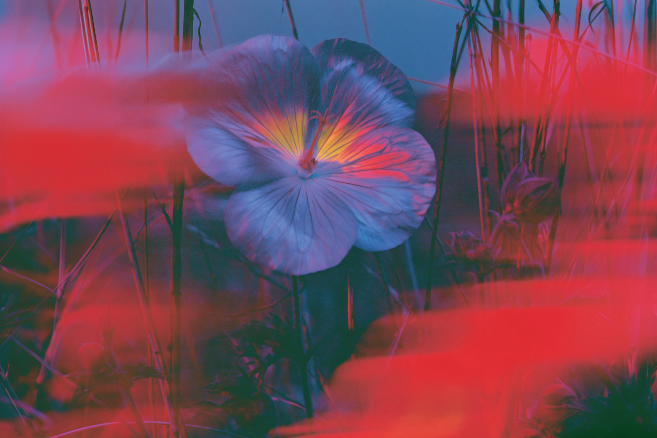 Why Egyptian geranium is the green heart of the world's most beautiful rose perfumes