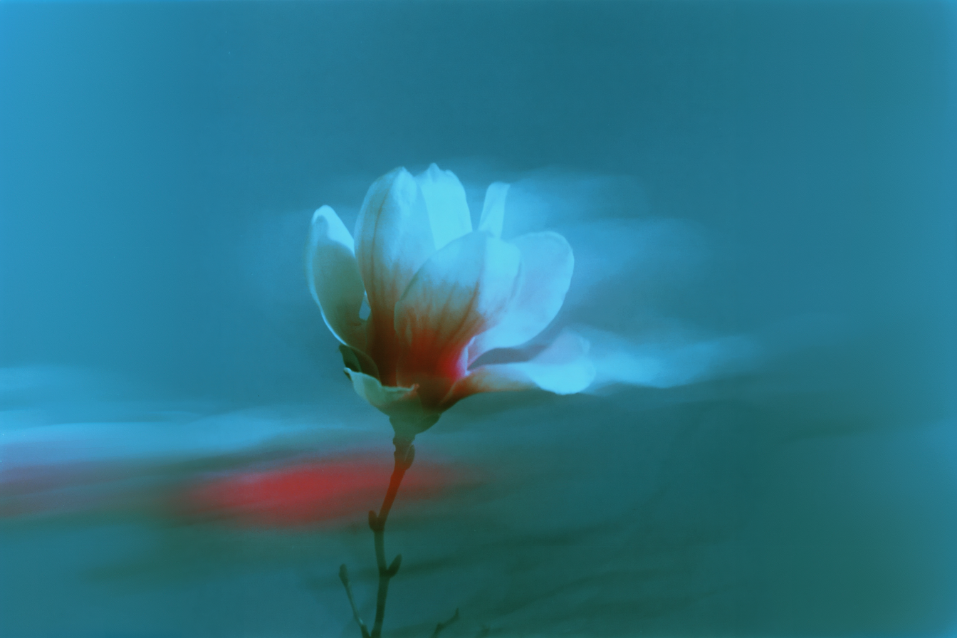 The flower that's outlived every civilization — and still smells like desire