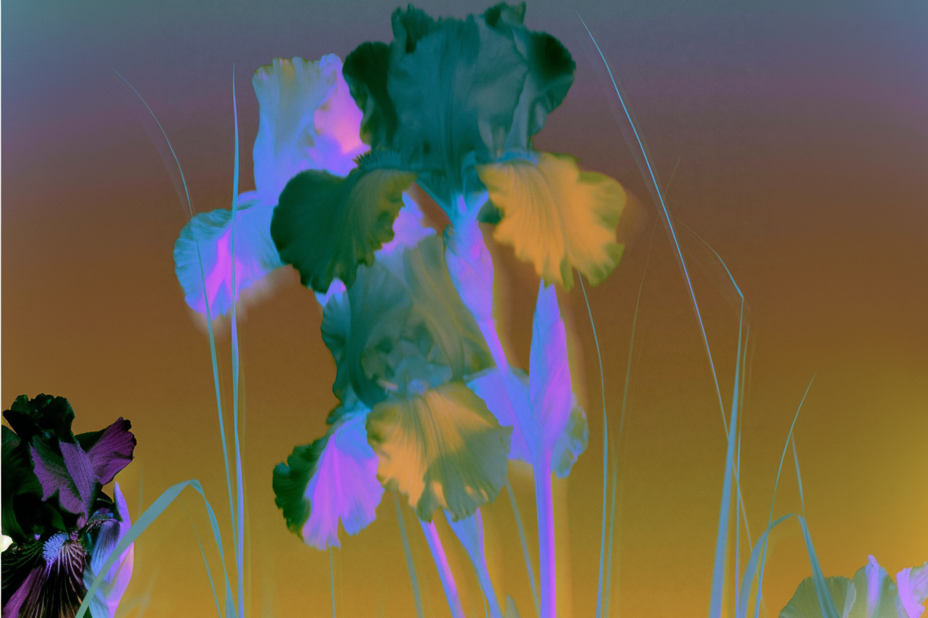 What Is Orris — And Why It's One of the Rarest Ingredients in Perfumery